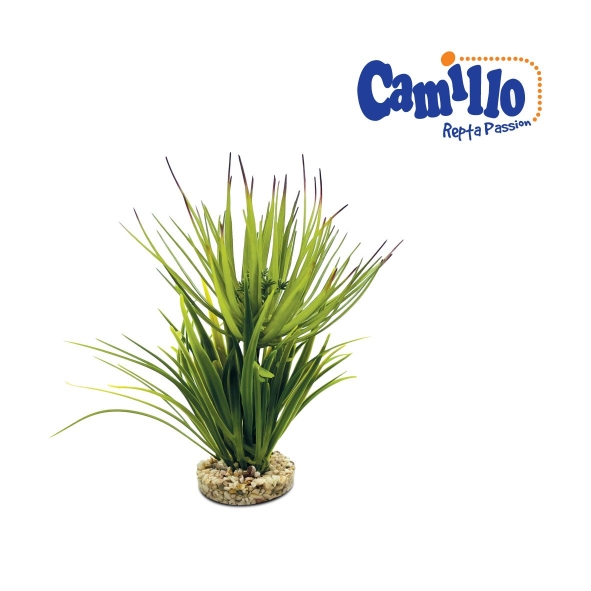 Camillo Repta Passion