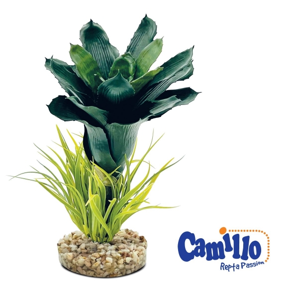 Camillo Repta Passion