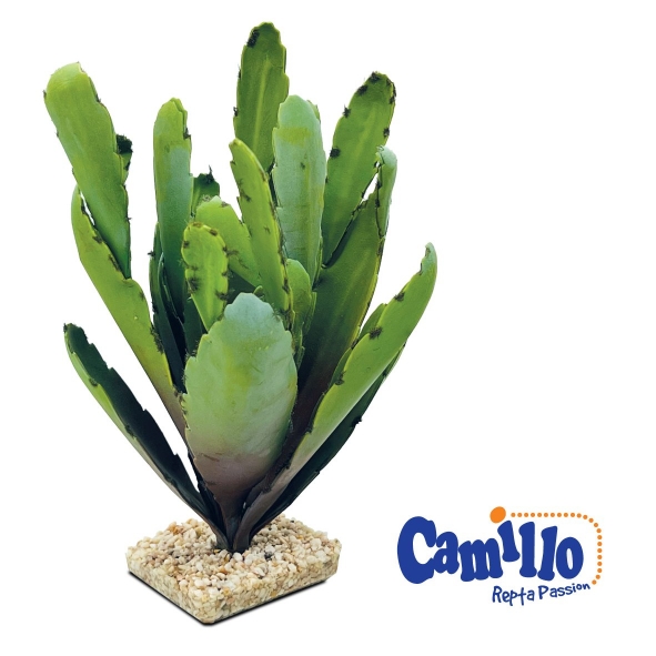 Camillo Repta Passion